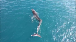 Ayudan a una ballena de 40 toneladas con una lesión en la columna en el mar de Cullera