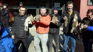 Denunciarán por lo penal a los manifestantes que lanzaron conejos vivos como protesta en Lleida