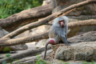 Babuinos agresivos lanzan rocas contra unos alpinistas en Sudáfrica y les rompen las piernas