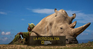 Los últimos días del rinoceronte blanco