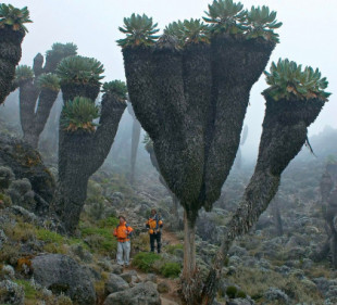 Planta prehistórica, sólo en el Kilimanjaro [ENG]