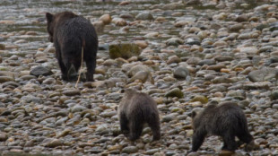 Con frecuencia, los osos de Alaska arrastran gusanos de varios metros de longitud de sus traseros