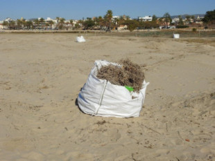 Un grupo ecologista denuncia ante la fiscalía las actuaciones de una regidora en una playa por destrozar el habitat de un pájaro en peligro de extinción [CAT]