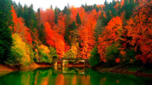 Los 63 bosques más bonitos de España