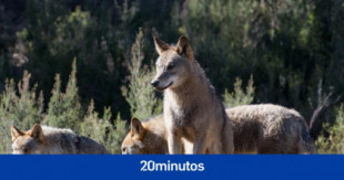 Vuelve el lobo ibérico a Extremadura tras varias décadas sin ellos: estos son los municipios donde han aparecido