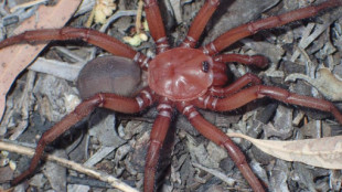 Este es el aspecto de la gigante y extraña araña descubierta en Australia