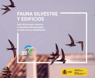 SEO/BirdLife publica nuevas herramientas para conservar las especies que utilizan los edificios como lugar de refugio y nidificación