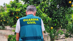 Investigan a dos personas por el cultivo de una variedad de mandarina protegida por patente en Lorca