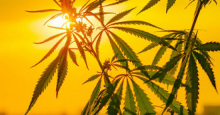 El Congreso aprueba la PNL para regular el cannabis no psicoactivo y el sector del CBD