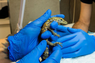 Nacen cinco dragones de Komodo en Bioparc Fuengirola
