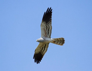El águila calzada viaja 3.000 km desde África para llegar a zonas como Castilla-La Mancha