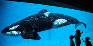 La orca Lolita será liberada tras más de 50 años en cautividad