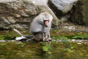 Los humanos evolucionaron para beber menos que otros primates