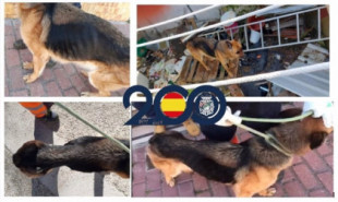 Detenido en Valladolid por tener a un perro sin agua ni comida