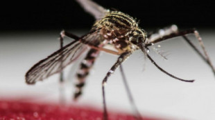 La OMS avisa de que el mosquito de dengue, zika y chikungunya está en sur de Europa y puede haber casos en verano