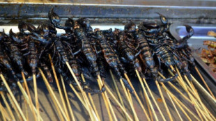 ¿Comer insectos? 'No, grazie’: Italia declara la guerra a la harina de gusanos, escarabajos y grillos