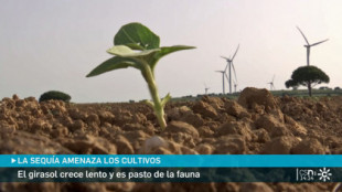 El campo agoniza a causa de la sequía