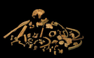 El ADN humano más antiguo del mundo fue hallado en el diente de un caníbal de 800.000 años de antigüedad [ENG]