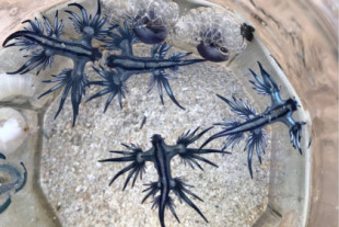 Encuentran varios ejemplares de dragón azul en el mar de Alicante más de 300 años después