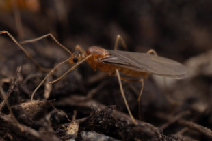Las hormigas locas amarillas macho son quimeras de la vida real