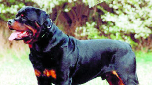 El dueño de un perro peligroso es condenado por el ataque a una niña en un parque de Granada