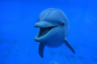 España es el país de Europa con más delfines cautivos: una joven reúne 150.000 firmas para liberarlos