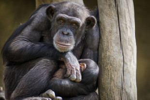 Los chimpancés "más idiotas" son los que más triunfan en su comunidad