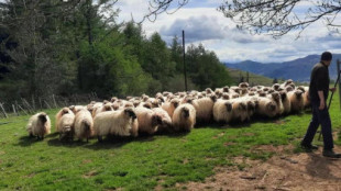 El dueño de un perro da una paliza a un pastor de ovejas de Gipuzkoa