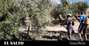 Los olivares se ahogan: la sequía y la ola de calor ponen en jaque la producción de aceite en España