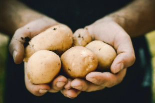 Cómo de seguro es consumir patatas una vez han empezado a echar raíces: lo que dice la ciencia