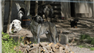 Aterrados por una manada de perros: "Tuve que poner cámaras y me da miedo salir"