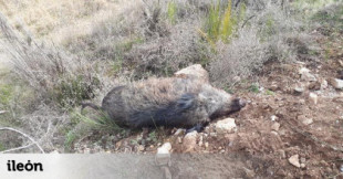 Detectan un brote de triquinosis en una veintena de cazadores de la provincia de León
