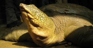 Muere la última hembra de tortuga de caparazón blando del Yangtzé (Rafetus swinhoei) [ENG]