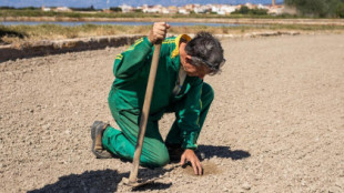 Los arroceros tratan de salvar la cosecha en el delta del Ebro: "El arroz pide agua fresca cada día"