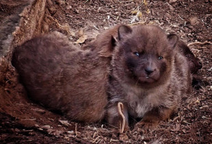 La dhole Dorinke, especie en peligro de extinción, da a luz a tres crías en Benidorm