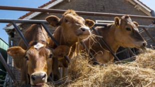 Menos paja y hasta cuatro veces más cara: la alimentación del ganado peligra por la sequía