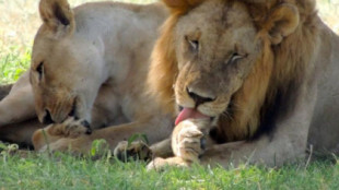 Un cazador furtivo es aplastado por un elefante y devorado por leones