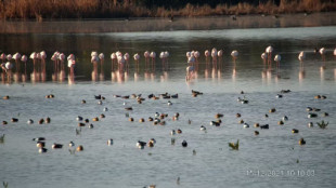 Desaparece Doñana, mundialmente conocida por su importancia para las aves migratorias