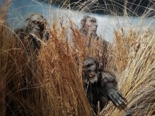 Fósiles de cuatro niños permiten reconstruir el crecimiento del pariente más cercano de la raza humana, el Paranthropus