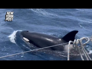 Las orcas han hundido 3 barcos en Europa y parecen estar enseñando a otras a hacer lo mismo. ¿Pero por qué?