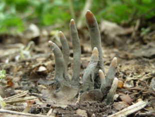 'Dedo de hombre muerto'. Uno de los hongos de aspecto más espeluznantes
