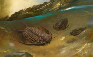 ¿Por qué se extinguieron los trilobites?