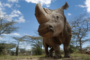 Se subasta granja con 2.000 rinocerontes. Razón: jubilación