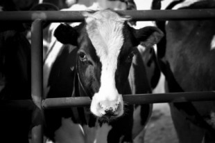 La mayor multinacional láctea impone el trabajo a pérdidas a ganaderos catalanes mientras el precio de la leche se dispara