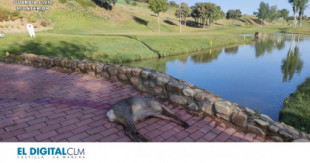 Un furtivo mata a un corzo en un campo de golf de Guadalajara