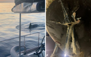 Gladis, la orca que enseña a otras ballenas a vengarse de los humanos en veleros