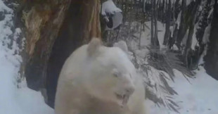 Impactantes imágenes del único oso panda albino del mundo encontrado en la naturaleza