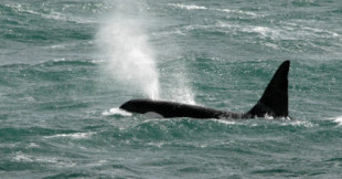 “Ni son asesinas ni buscan venganza”: los científicos investigan qué lleva a las orcas a destruir los timones de los veleros