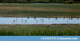 Científicos internacionales arremeten contra la destrucción de Doñana