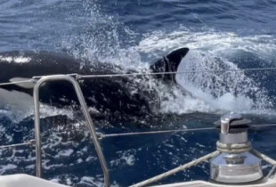 Tras destrozar otro velero, la orca Gladis se erige como líder de la izquierda española